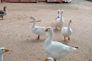 A group of white ducks standing on a dirt ground photo