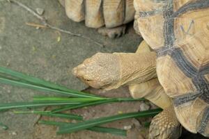 A close up of a tortoise with its head down photo