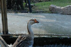 A goose standing in a cage with a fence photo