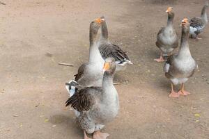 A group of geese standing on a dirt ground photo