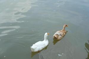 Two ducks swimming in a lake photo