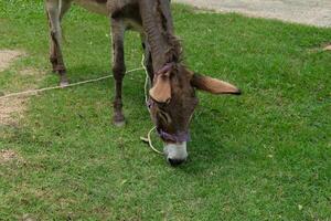 A donkey eating grass on a grassy field photo