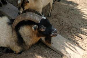 A goat with a long horn photo