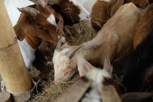 A group of goats eating hay together photo
