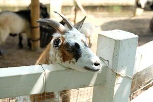 A goat is looking over a fence at a goat photo