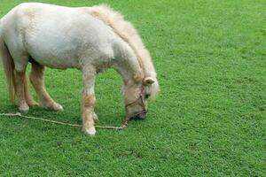 A horse eating grass in a field photo