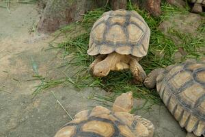 Three tortoises are walking around in the grass photo