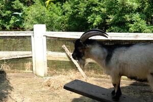 A goat standing on a wooden bench photo