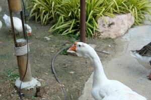 A white goose standing next to a pole photo