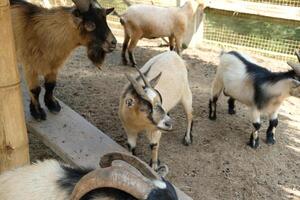 A group of goats in a pen photo