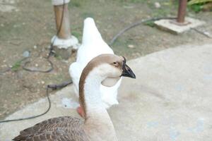 A goose standing on a concrete floor photo