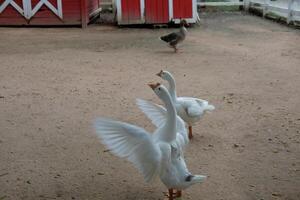 Two white geese standing in a dirt area photo