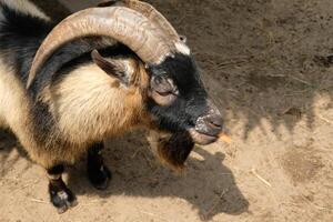 A goat with a long horn standing in the dirt photo