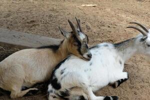 Two goats are laying down together photo