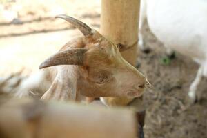 A goat with a long horn sticking out of its head photo