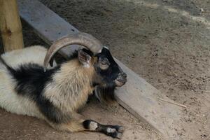 A goat laying down on the ground photo