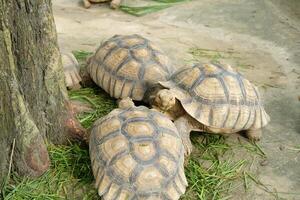 A group of turtles photo