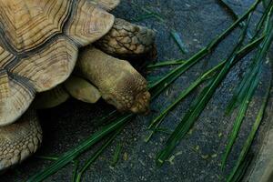 A turtle eating grass on the ground photo