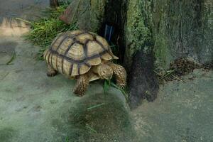 A turtle is walking on the ground photo