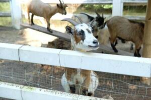 A goat is looking over a fence at a goat behind it photo