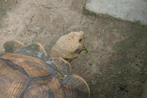 A close up of a tortoise eating grass photo