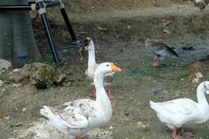 A group of ducks standing on a dirt ground photo