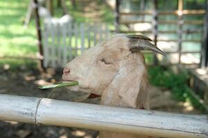 A goat with a long horn sticking out of its mouth photo
