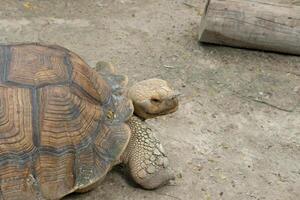 A large tortoise on the ground photo