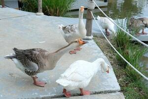 A group of ducks standing on a concrete walkway photo