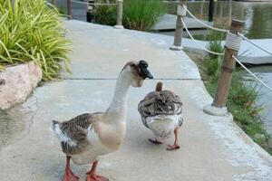 Two ducks walking on a sidewalk near a lake photo