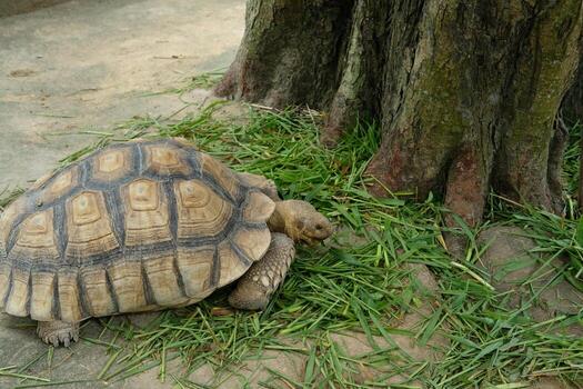 A tortoise is walking on the ground near a tree photo