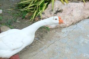 A white goose standing on a concrete sidewalk photo
