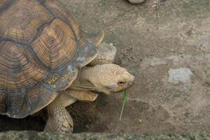 A large tortoise eating grass photo