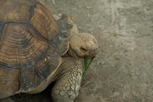 A turtle eating grass on the ground photo