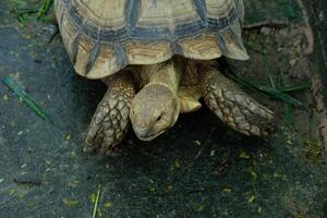 A turtle walking on the ground photo
