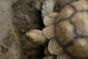 A close up of a tortoise on the ground photo