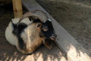 A goat with long horns laying on the ground photo