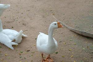 A group of white ducks standing on the ground photo