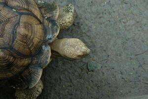 A turtle is walking on the ground photo