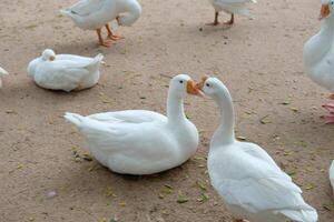 A group of white ducks standing on a dirt ground photo