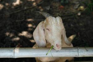 A goat with long horns on top of a wooden fence photo