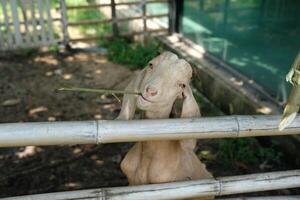 A goat is eating a bamboo stick photo
