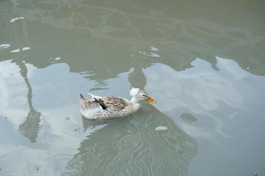 un Pato flotante en un estanque con un reflexión de un edificio foto