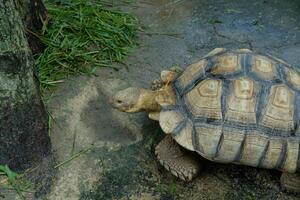 A turtle walking on the ground near a tree photo