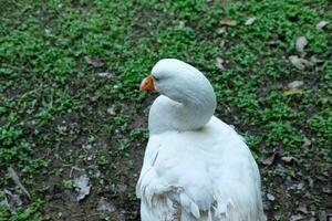 A white duck standing on the ground photo