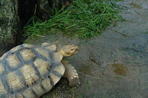 A turtle walking on the ground photo