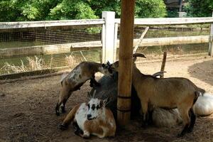A group of goats photo