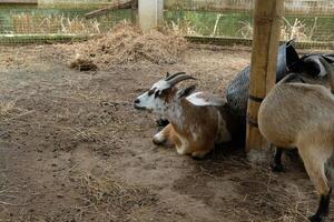 A goat is sitting on the ground photo