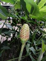Zingiber zerumbet, commonly known as bitter ginger, pinecone ginger, shampoo ginger or wild ginger, showcasing its unique cone-shaped flower head with overlapping scales, against green background. photo