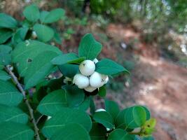 A close-up shot of a Flueggea plant, showcasing its distinctive white berries. The berries are clustered together, clinging to the branches and surrounded by vibrant green leaves. photo